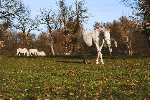 Seeing some beautiful white Lipizzaner horses in Karst region of Slovenia