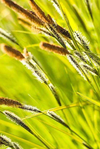 istock Variegated Tufted Sedge  Carex elata 'Aurea' - I 182463913