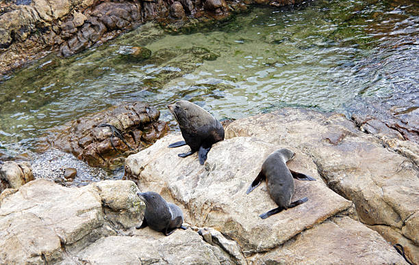 istock Seals in Dunedin New Zealand 182464107