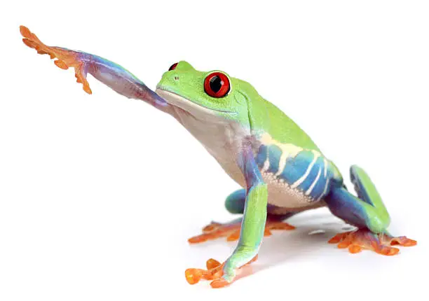 Photo of frog