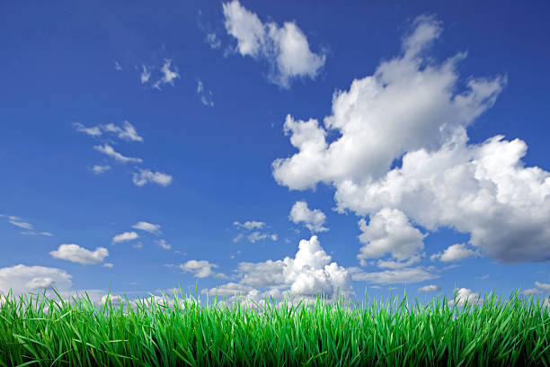 istock Green field and blue sky 182464172