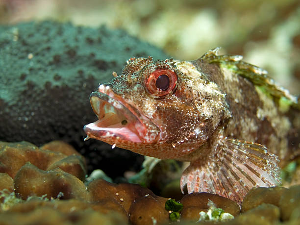 istock small scorpion fish in front of a black sponge 182464301