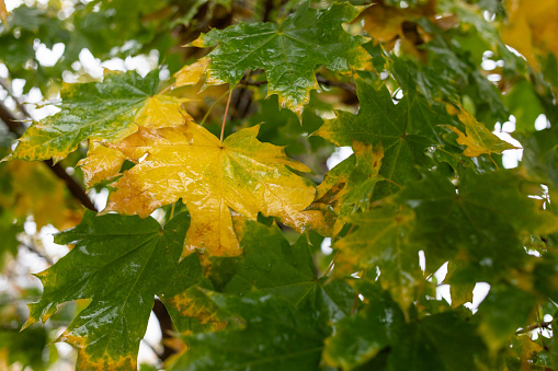 Fall wet green and yellow maple leaves. Autumn maple tree in rainy day as background or wallpaper. Beauty in nature. Horizontal format. Selective focus.
