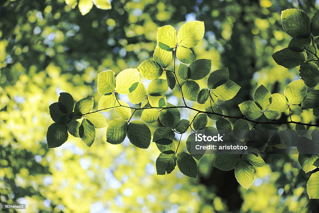 Весенние листья - Стоковые фото Без людей роялти-фри