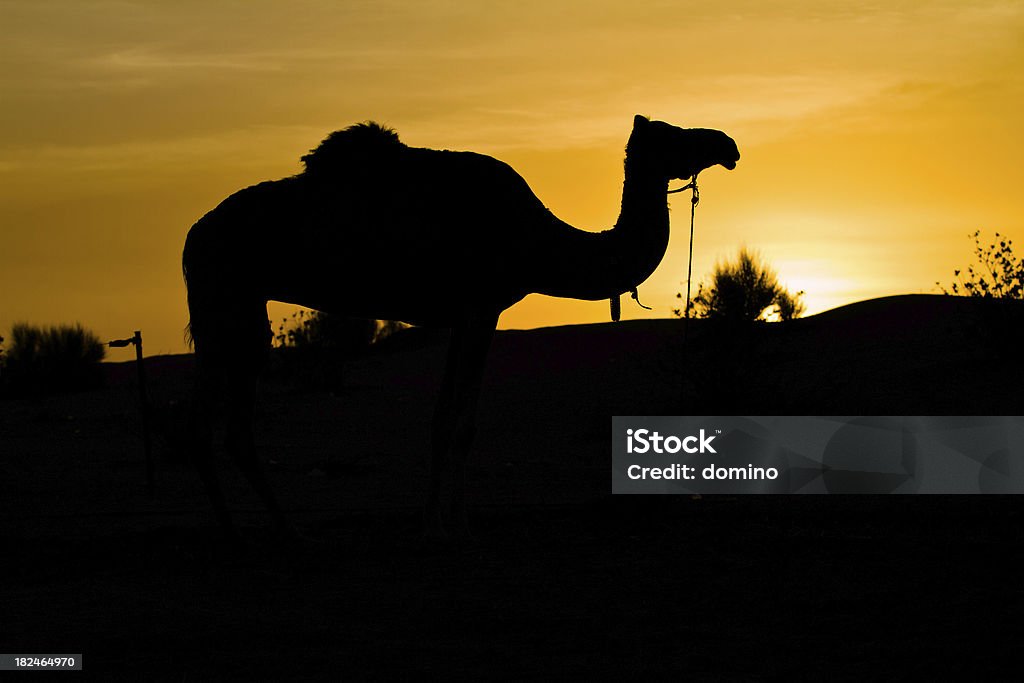 Dos de chameau dans le désert au crépuscule - Photo de Animaux de safari libre de droits