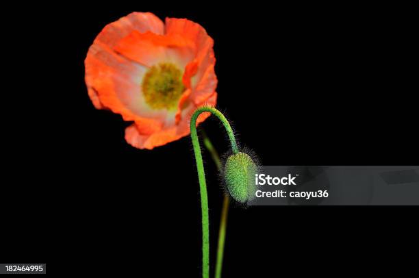 Primo Piano Del Fiore Di Papavero - Fotografie stock e altre immagini di Ambientazione interna - Ambientazione interna, Arancione, Attrezzatura per illuminazione