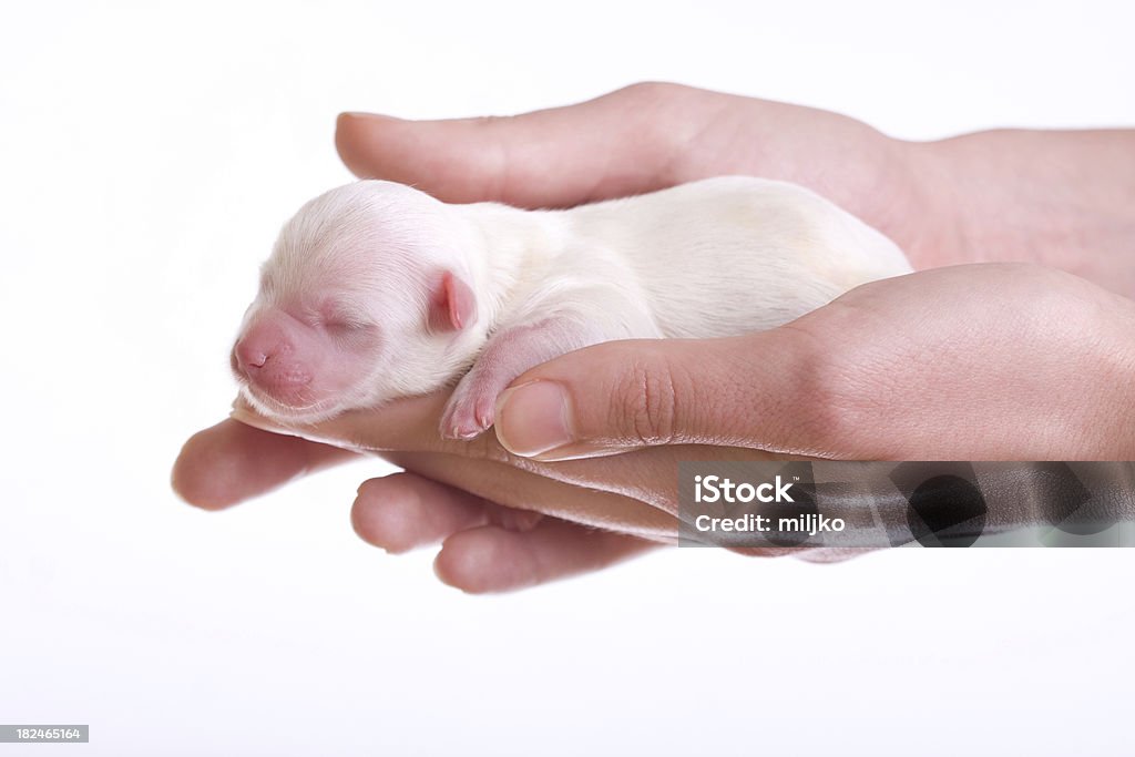 Schöne Neugeborene Welpen - Lizenzfrei Einzelnes Tier Stock-Foto