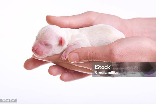 Schöne Neugeborene Welpen Stockfoto und mehr Bilder von Einzelnes Tier - Einzelnes Tier, Farbbild, Fotografie