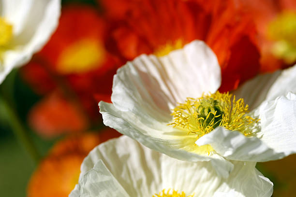 istock Colorful iceland poppy 182465184