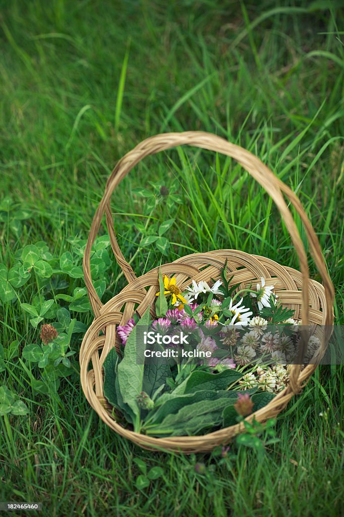 Recém-colhido ervas - Foto de stock de Procurar Alimentos royalty-free