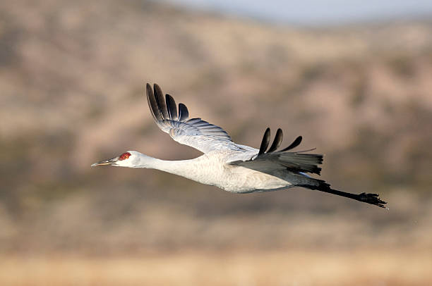 istock Sandhill Crane (Grus canadensis) in Flight above the Wetlands 182465516