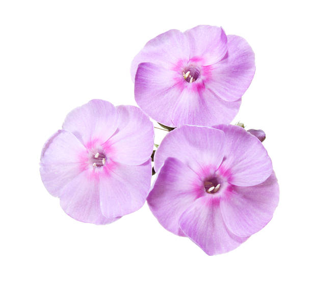 istock Pink flowers on a white background. 182465679