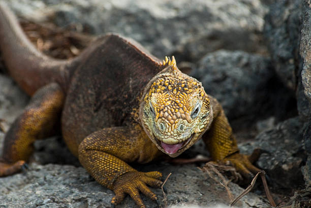 istock Iguana on a Galapagos Island 182465902
