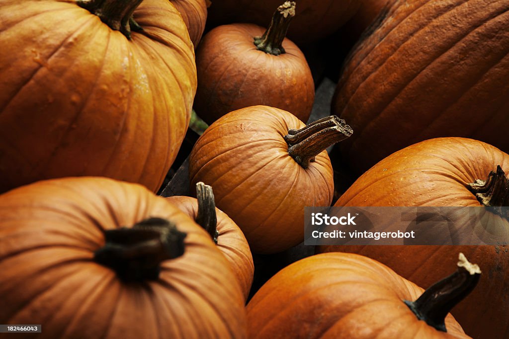 Group of Pumpkins Group of pumpkins with shallow depth of field isolation the centre. Celebration Event Stock Photo