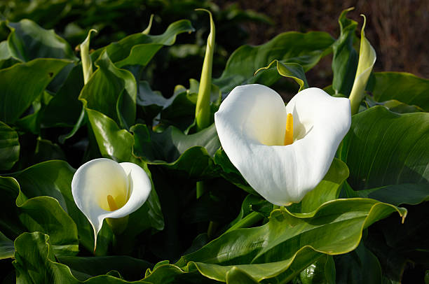 istock Close-up of White Calla Lilies 182466054