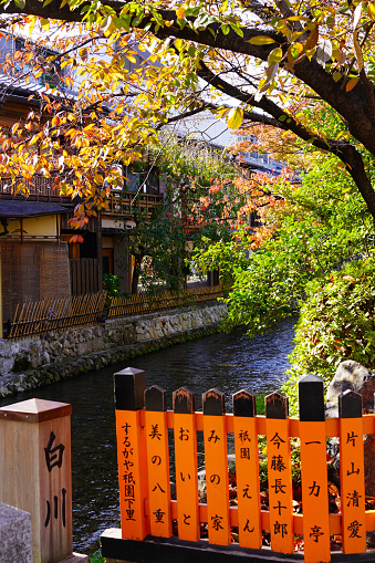 Kyoto,Japan - 20 November 2023 : Scenic Kyoto Autumn, Autumn Leaves at Gion Shirakawa  (Kyoto's famed Geisha Distric)