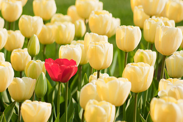 istock Red tulip standing out from the crowd 182466247