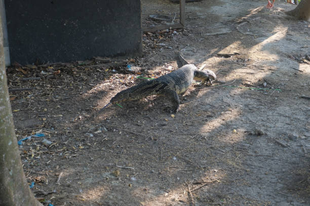 istock Big monitor lizard in the enclosure. 1824664361