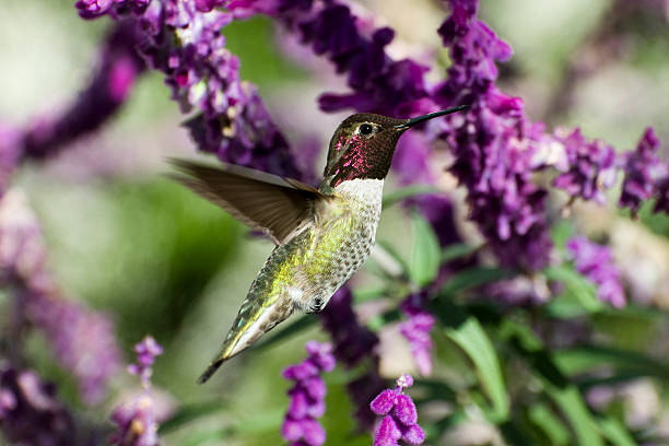 calypte anna, calypte anna - bird hummingbird flying annas hummingbird imagens e fotografias de stock