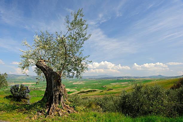 オリーブツリーアゲインスト・タスカニーの風景 - olive tree tree root old ストックフォトと画像