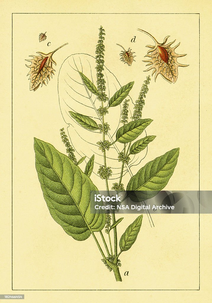 Горькая док/старинные цветок иллюстрации - Стоковые иллюстрации Rumex Obtusifolius роялти-фри