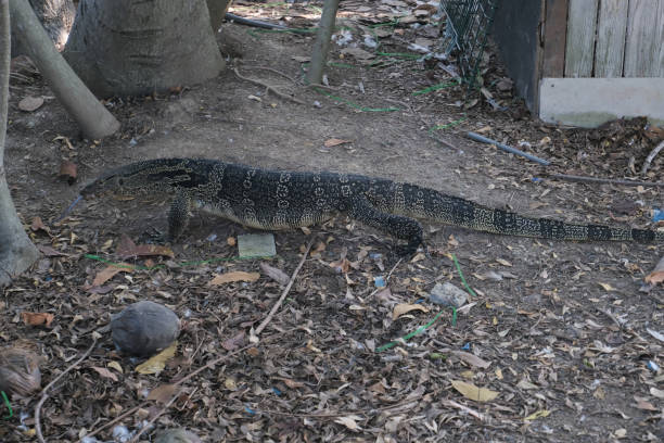 istock Ugly reptiles crawled along the ground. 1824665414