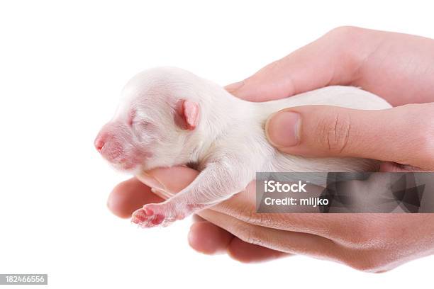 美しい新生児子犬 - イヌ科のストックフォトや画像を多数ご用意 - イヌ科, カットアウト, カラー画像