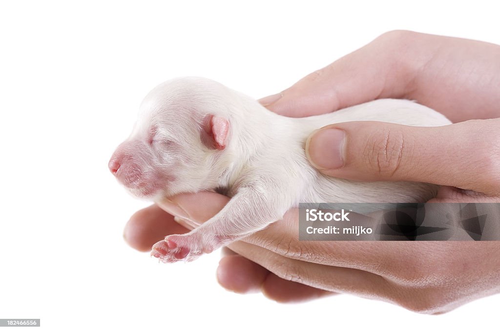 Piękne newborn puppy - Zbiór zdjęć royalty-free (Białe tło)