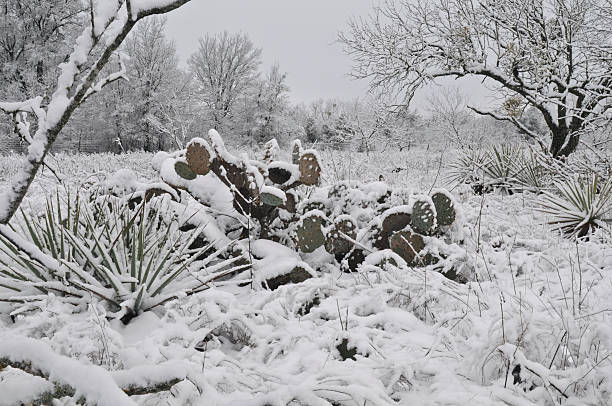 テキサスの冬景色 - winter agriculture ranch field ストックフォトと画像