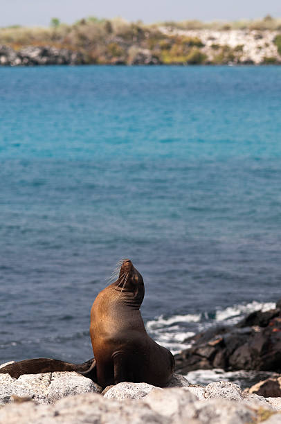 istock Sea Lion in the Galapagos 182467058