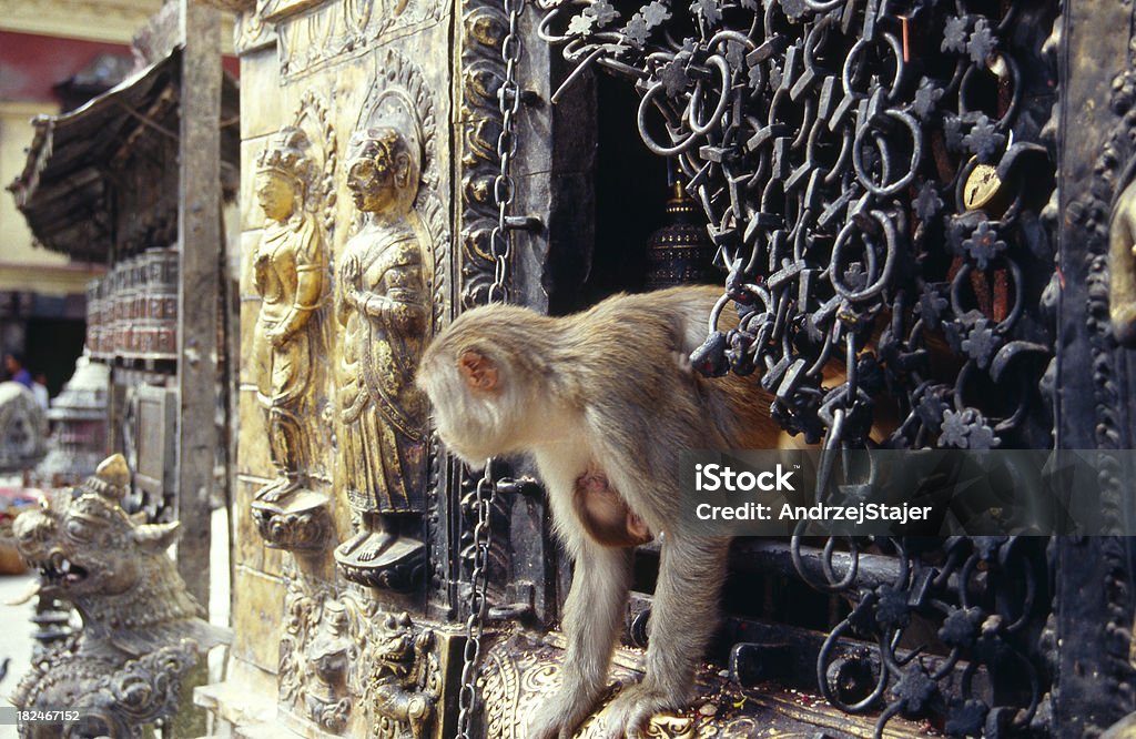 O Nepal. Swayambhunath-o Templo Budista em Katmandu vale. - Royalty-free Animal Foto de stock