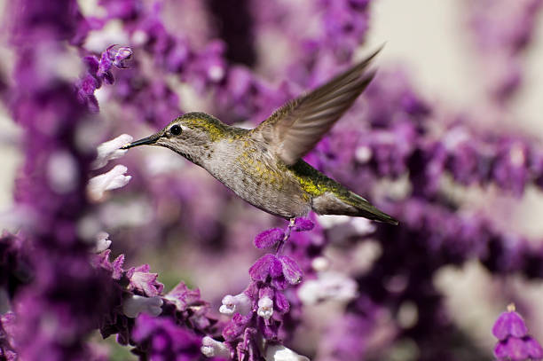 istock Anna's hummingbird, Calypte anna, feeding on Salvia leucantha 182467161