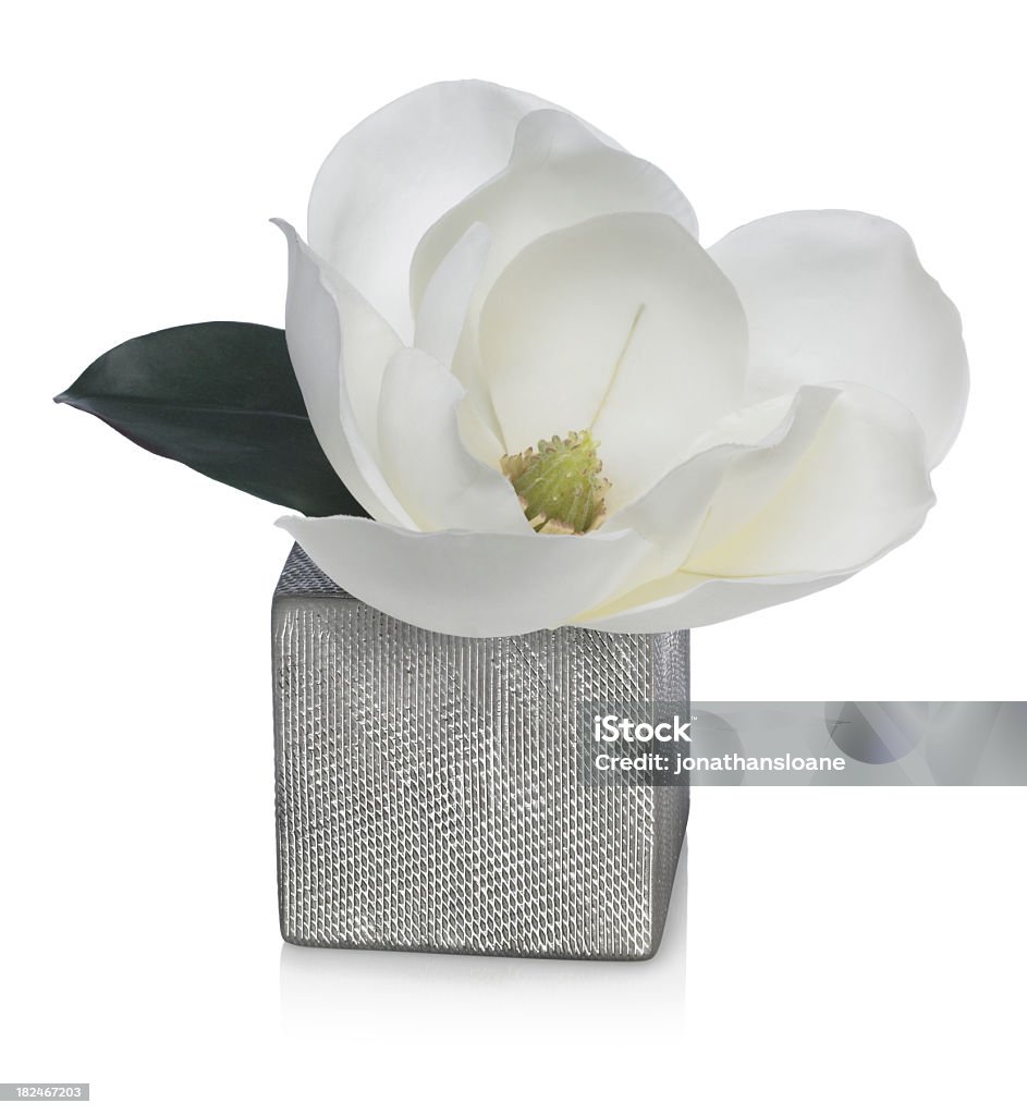 Jarrón flor de Magnolia en plata sobre un fondo blanco - Foto de stock de Blanco - Color libre de derechos
