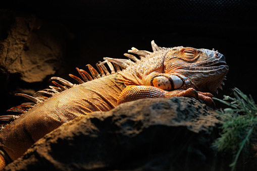 This beautiful Red Iguana is completely enjoying a nice nap under his heat lamp.