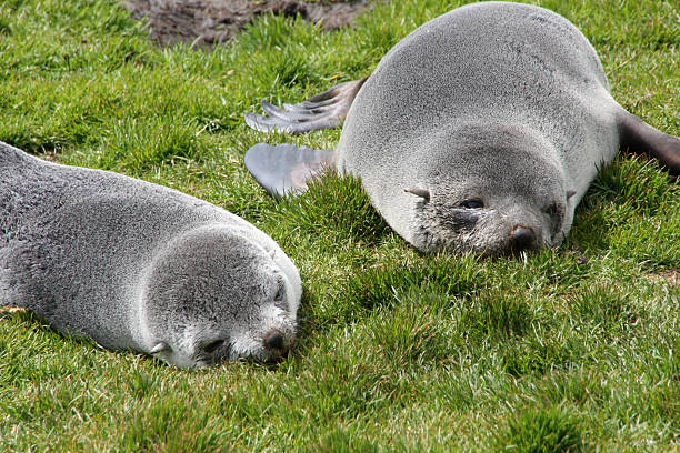 istock Antarctic fur seal pups 182467306