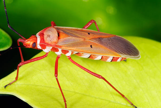 Red Bug Insect 710+ Pyrrhocoridae Stock Photos, Pictures & Royalty-Free Images - iStock