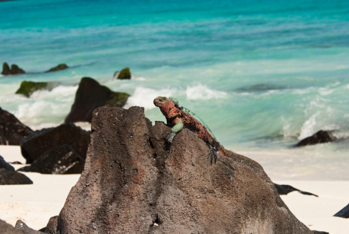 An Iguana sitting on lava rocks on the island of Espanola in the Galapagos.See my other images from the Galapagos.