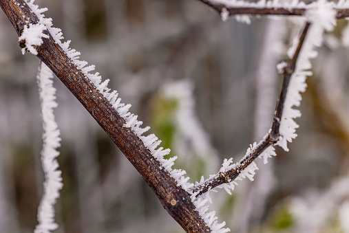 Brown branch with long white crystals of ice cropped in winter garden
