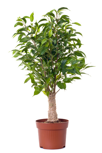 Green orange trees with ripe fruits growing in ceramic pots placed in rows on wooden table in daylight