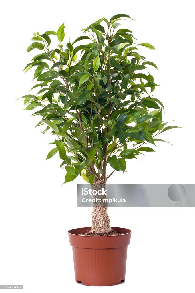 A small ficus tree planted in a brown clay pot ficus tree in flowerpot isolated on white Plant Stock Photo