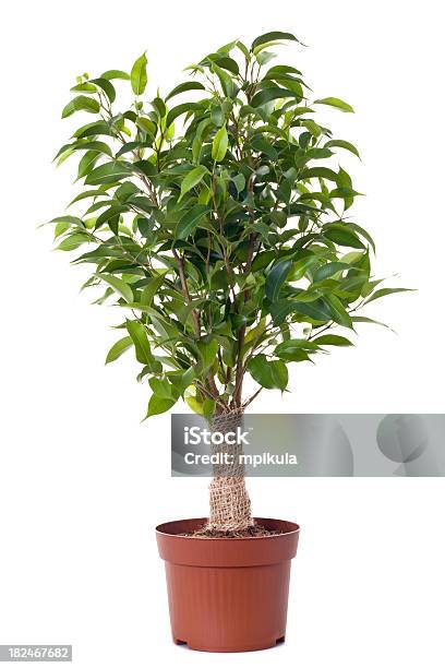 A Small Ficus Tree Planted In A Brown Clay Pot Stock Photo - Download Image Now - Plant, Flower Pot, Cut Out