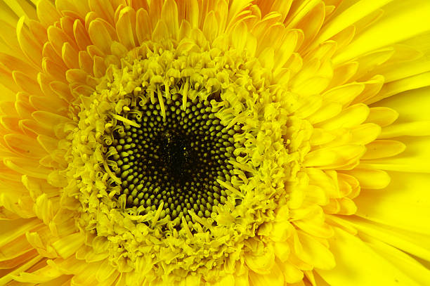 istock Detail of a yellow daisy 182467770