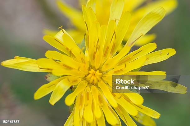 Mountain Dandelion Agoseris Glauca Stock Photo - Download Image Now - Beauty In Nature, Breckenridge, Colorado