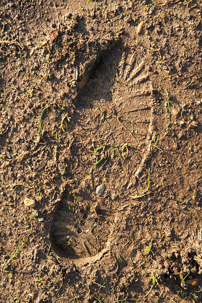 Footprint in mud stock photo