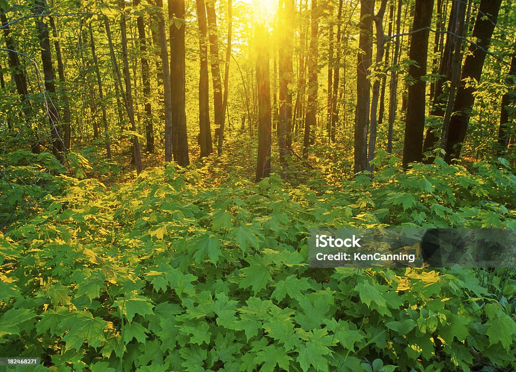 Alba della foresta - Foto stock royalty-free di Acero