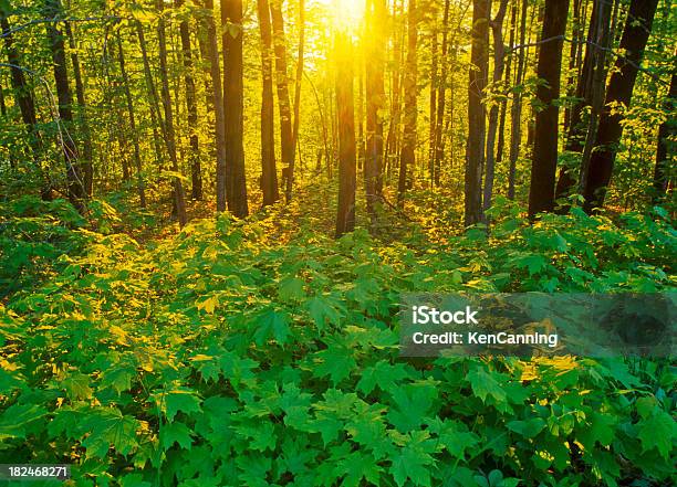 Floresta Nascer Do Sol - Fotografias de stock e mais imagens de Amanhecer - Amanhecer, Amarelo, Ao Ar Livre