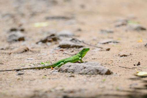An emerald-green lizard sits on a sandy dirt ground