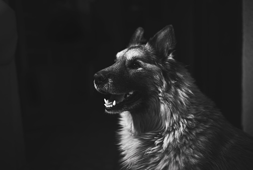 A closeup of an alert dog in a dark environment
