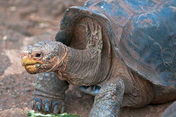 istock Giant Tortoise in the Galapagos 182468430