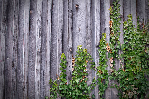 istock Weathered Wood and Ivy Wall 182468453